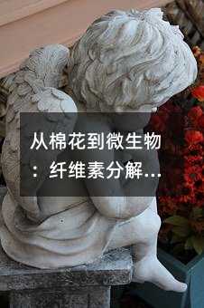 从棉花到微生物:纤维素分解的魔法实验,高中生必看!