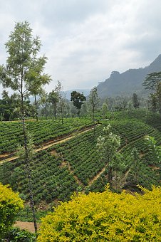 ����ͳ����������