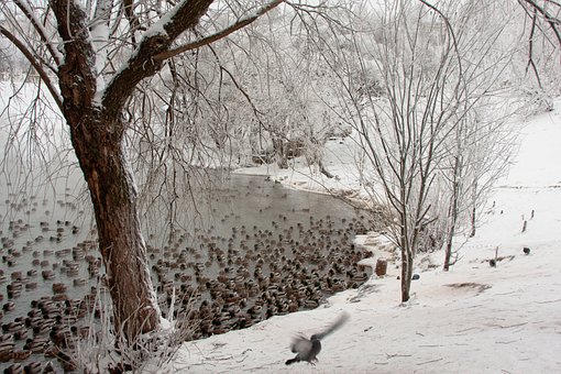 һ�꼶�������衰��ѧ�ۺ�֢�� �ҳ�������ѹ