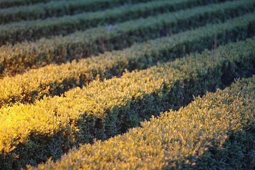 学习古筝的益处